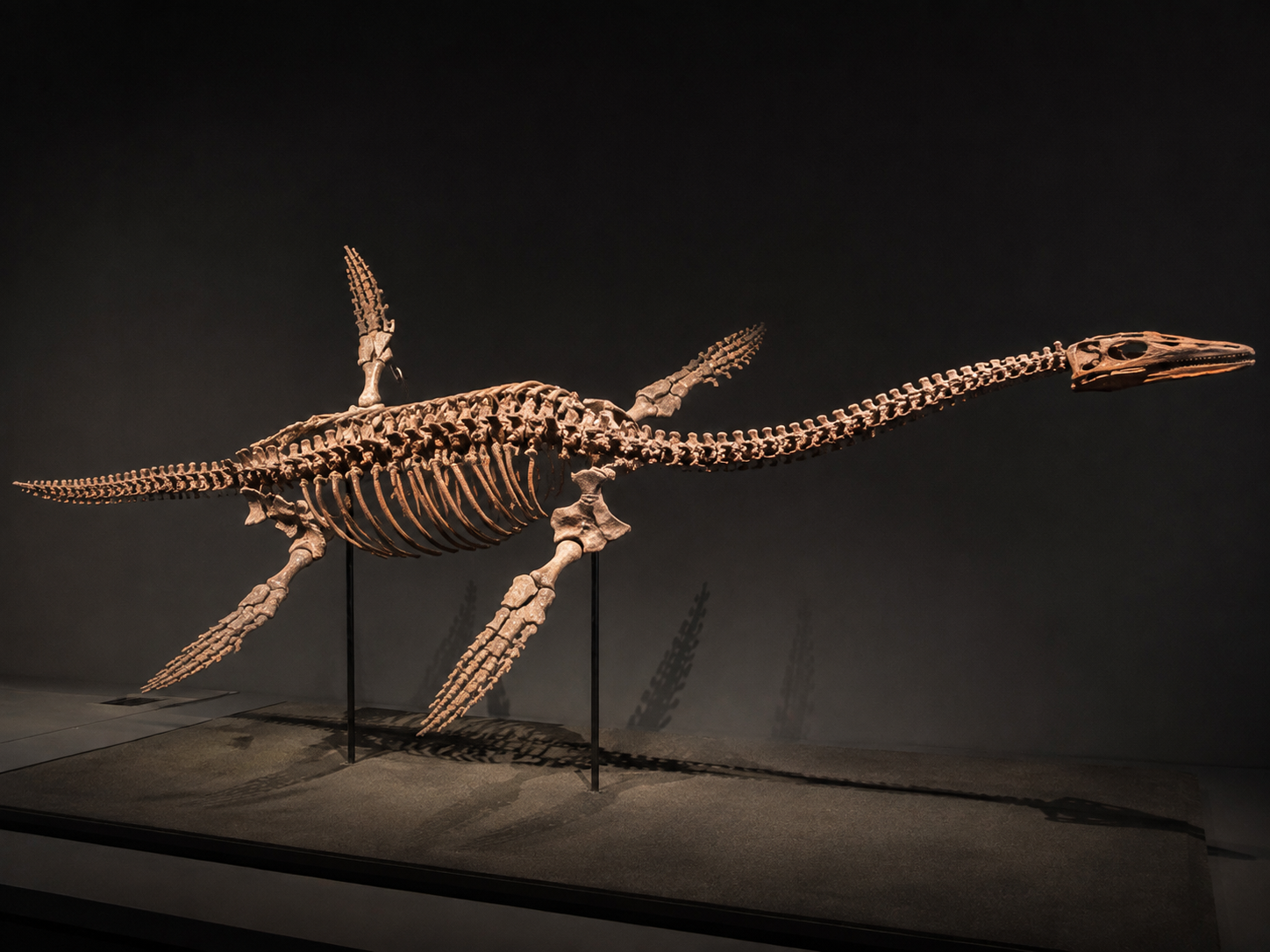 Eric Umoonasaurus – opalizowany szkielet morskiego gada z Australii